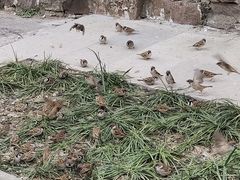 -洛阳白马寺