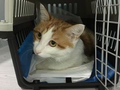 -纳吉亚猫专科动物医院·北北分院