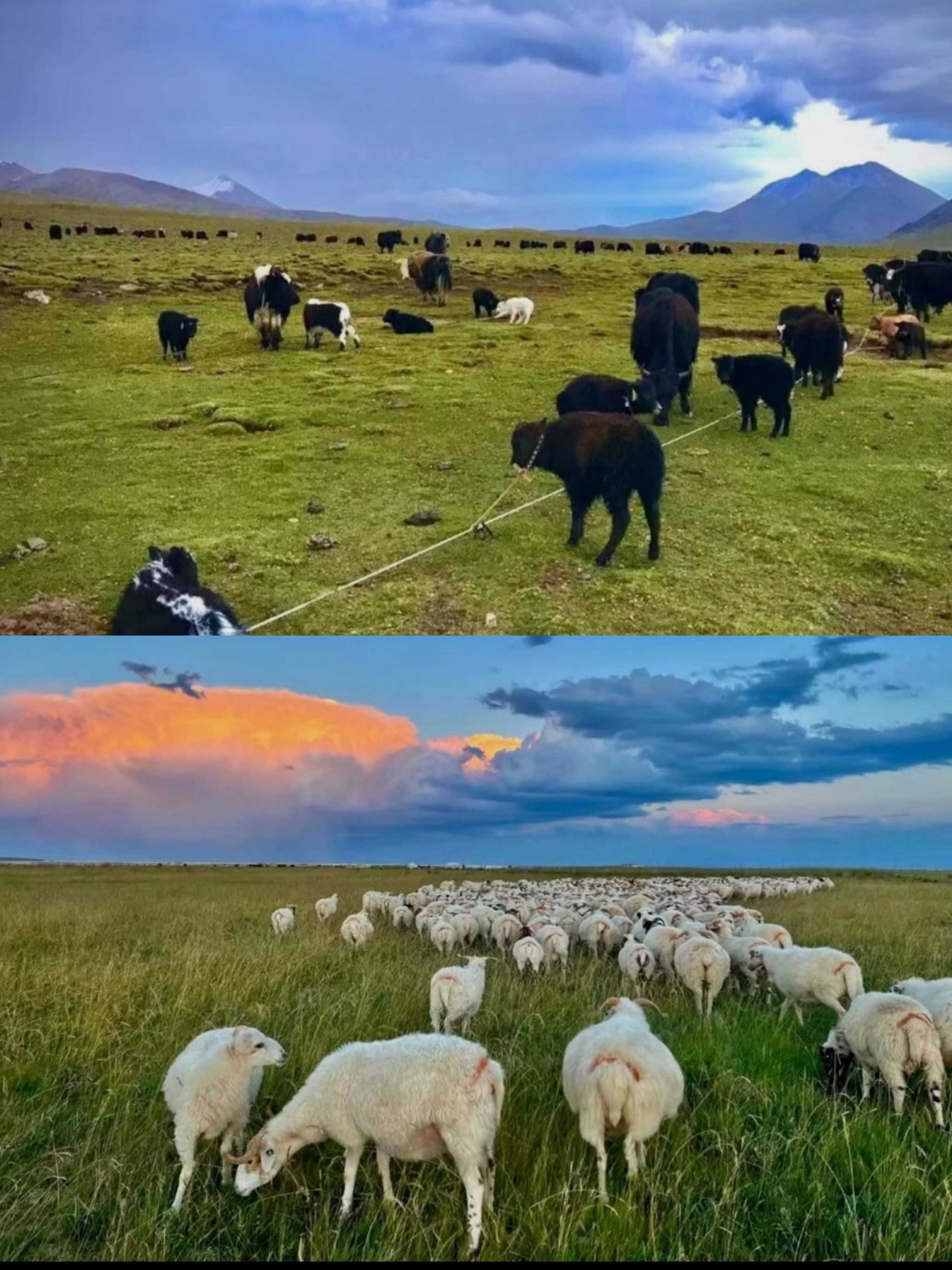 小路羊群慢生活