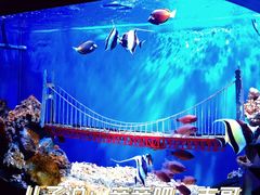 -太平洋海底世界