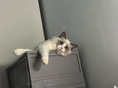 -lincat·猫舍(广州店)