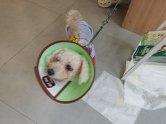 -小伙伴宠物医院•急重症转诊中心·老年专科·犬猫全科(北大街总院)