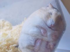 -酷以爬仙阁实体爬宠店·守宫·蜥蜴·专业繁育