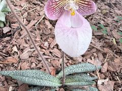 -上海鲜花港
