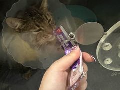-伟伟宠物医院·瑞派猫友好医院·猫科(光谷店)