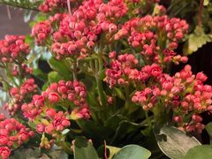 -半秋山西餐厅(巴南万达广场店)