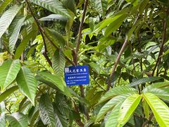 -中国科学院西双版纳热带植物园