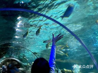 海底真的超美的 就像个奇幻的世界 无尽的小鱼游来游去