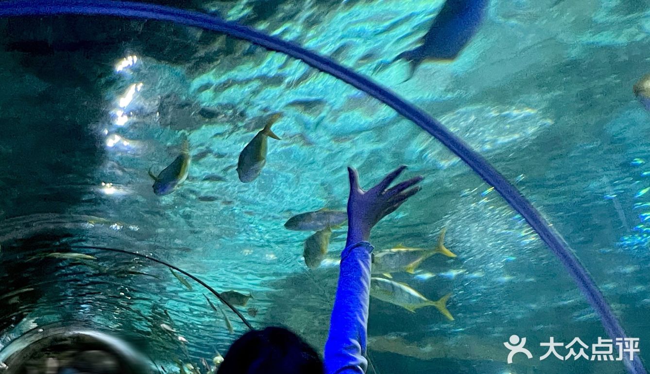 和美人鱼一起潜水啦