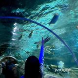 和美人鱼一起潜水啦