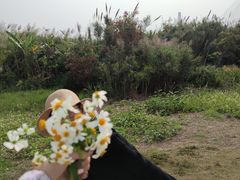 -芒洲湿地公园