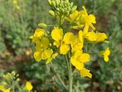 -汉长安城未央宫国家考古遗址公园