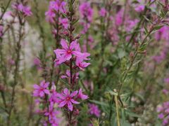 -羊亭河湿地公园