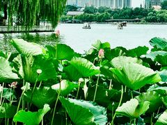 -济南大明湖景区