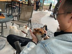 -柴犬高等学院·狗咖·柴犬售卖·宠物训练