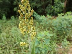 -黄埔油麻山森林公园