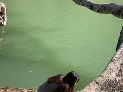 -孔雀湖生态旅游区