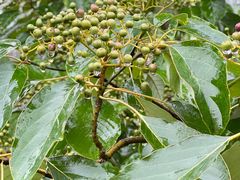 -桤木河湿地公园