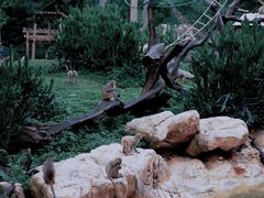 -广州长隆野生动物世界