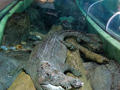 -上海海洋水族馆