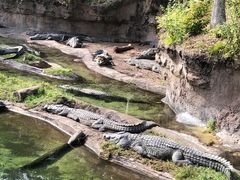 -奥兰多迪士尼动物王国乐园