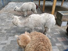 -长白岛森林公园