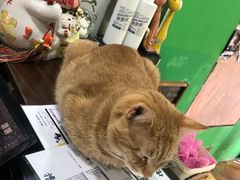 -李小姐の猫咖啡馆(五角场店)