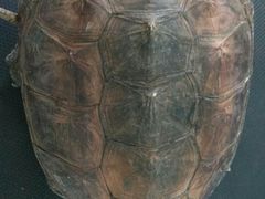 -荣耀金沙动物医院(清江西路店)