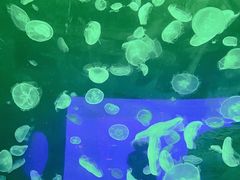 -江和美海洋公园