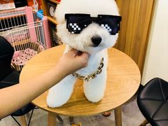 -小尾巴宠物店(万科·金域华庭店)