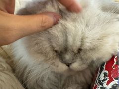 -平行世界·猫咖(首经贸店)