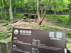 -都江堰中华大熊猫苑