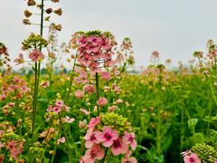 -中国天府农业博览园