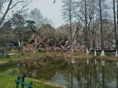 -杨家寨
