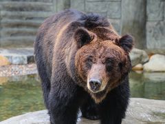 -灵玲国际马戏城