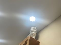 -猫力发电所·宠物专门店