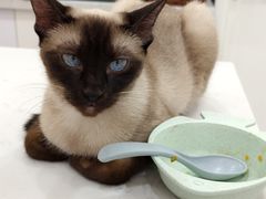 -喵园·猫主题咖啡厅·撸猫·猫咖(国贸店)