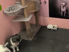 -神盾局密室逃脱(in77店)