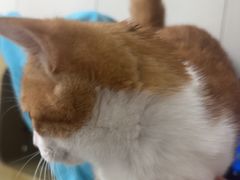 -圣宠动物医院·犬猫专科·影像中心·外科中心