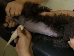 -全心全意连锁动物医院·微创中心·内科急重症·心脏专科(丰管路店)