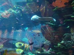 -迪拜帆船酒店海底餐厅