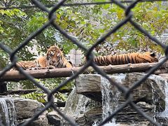 -北京野生动物园