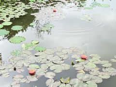 -映月湖公园