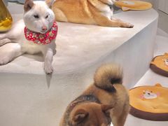 -柴务处·柴犬主题狗咖