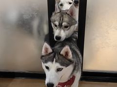 -Husky Go! 哈士奇体验馆·宠物咖啡厅狗咖