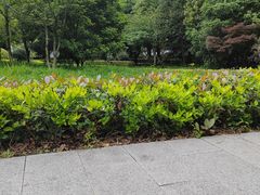 -上海佘山国家森林公园天马山园