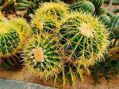 -深圳市中科院仙湖植物园