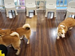 -柯斗斗主题餐厅·狗咖·围炉煮茶·茶饮(国瑞升平里店)