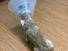 -北京观赏动物医院·24小时大型综合·猫专科·异宠专科