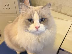 -平行世界·猫咖(首经贸店)